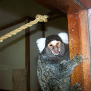 common marmoset