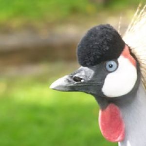 African Crowned Crane