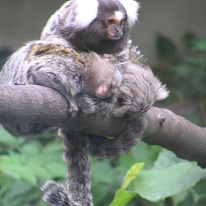 Common marmosets- Aachen zoo