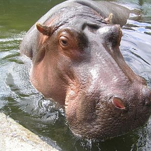 Tanya the hippo - Amsterdam