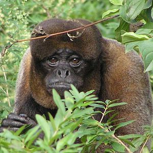 Woolly monkey - Basel