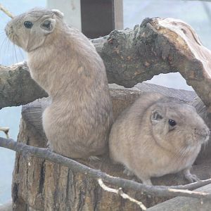 Gundi - Berlin Tierpark