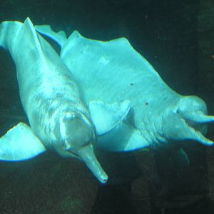 River dolphin - Duisburg
