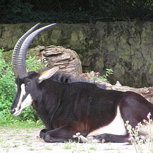 Sable antelope - Frankfurt