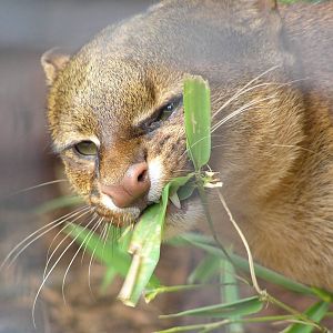 Jaguarundi - Krefeld