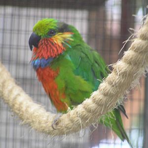 Edward's fig parrot - Loro Parque