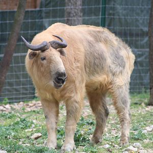 Sichuan takin - Montpellier