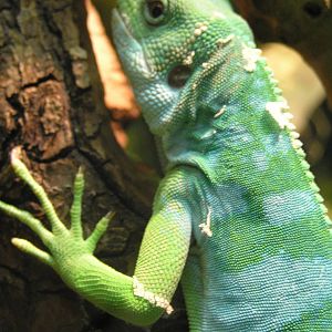 Fijian banded iguana - Rotterdam