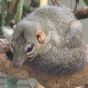Tree shrew spp. - Stuttgart
