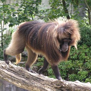 Gelada - Zurich