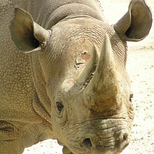 Black rhino - Zurich