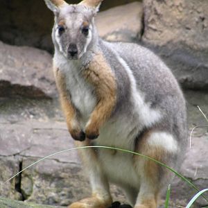Yellow-footed rock wallaby -Featherdale wildlife sanctury