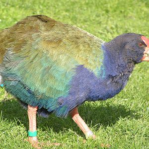 Takahe - Tiri tiri matangi Island (off Auckland)