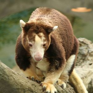 Tree kangaroo - Calgary