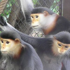 Red-shanked douc langur - Dusit