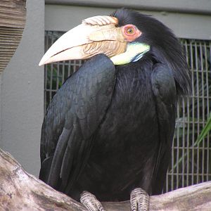Jurong bird park