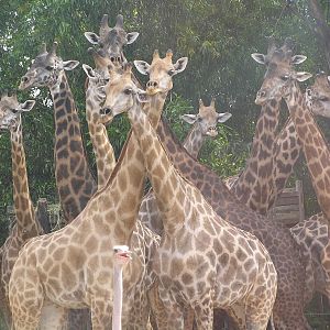 Safari world - Thailand