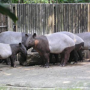 Safari world - Thailand