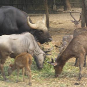Safari world - Thailand