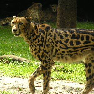 King cheetah - Singapore