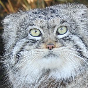 Pallas cat - Edinburgh