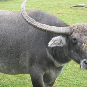 West midlands safari park