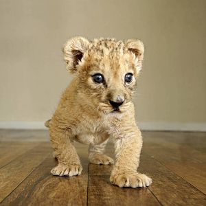 Lily the lion - Belfast