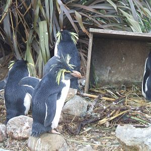 Rockhopper Penguin at Whipsnade