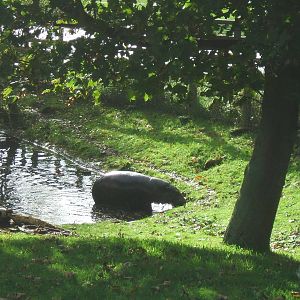 Pygmy Hippo Enclosure at Whipsnade