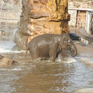 Elephants at Chester Zoo