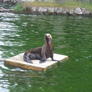 Sealion at Chester Zoo