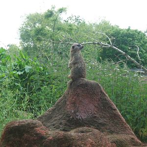 Meerkat at Chester Zoo