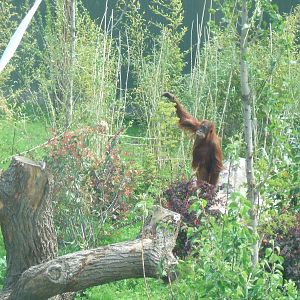 Orang Utan at Chester Zoo