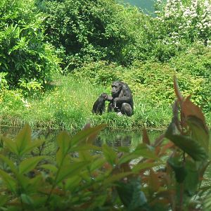 Chimpanzees at Chester Zoo