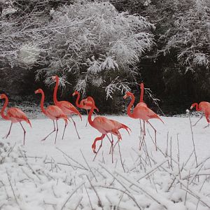 Wintertime in Copenhagen - Flamingoes
