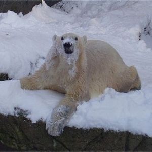 Wintertime in Copenhagen - Polar bear