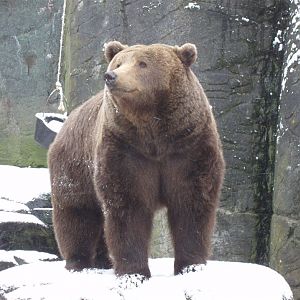 Wintertime in Copenhagen - Brown bear