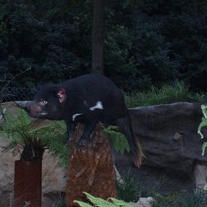 Tasmanian devil