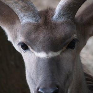 Male kudu