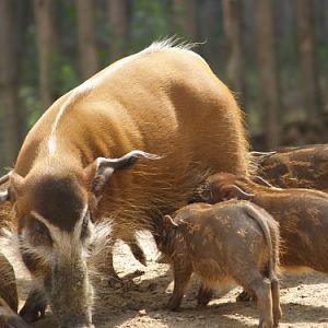Red river hog and piglets