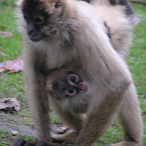 Hamilton zoo - New Zealand