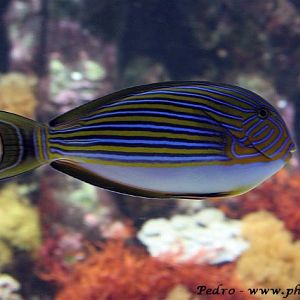 Lineated Surgeonfish (Acanthurus lineatus)