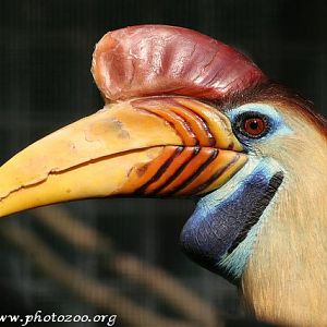 Sulawesi hornbill (Aceros cassidix)