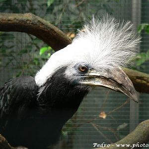 White-crowned hornbill (Aceros comatus)