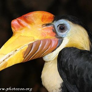 Wrinkled hornbill (Aceros corrugatus)