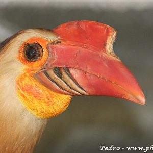 Mindanao wrinkled hornbill (Aceros leucocephalus)