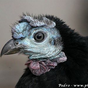 Arfak brush-turkey (Aepypodius arfakianus)