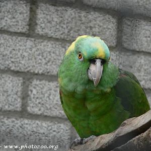 Roatan amazon (Amazona auropalliata caribae)
