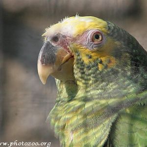 Yellow-faced amazon (Amazona xanthops)