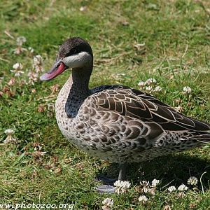 Red-billed duck (Anas erythrorhyncha)